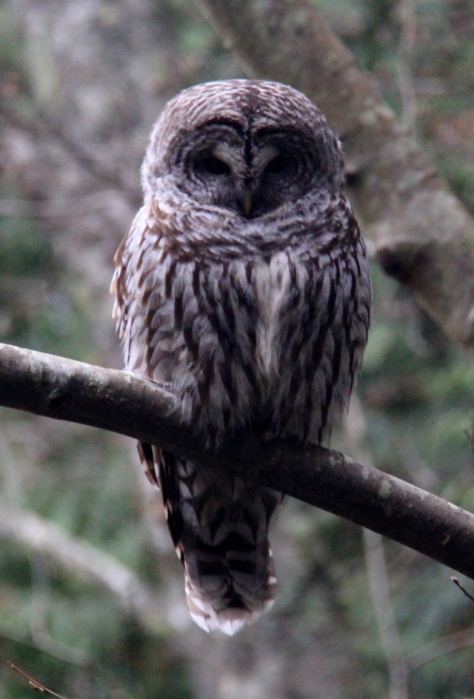 A beautiful Great Barred Owl.