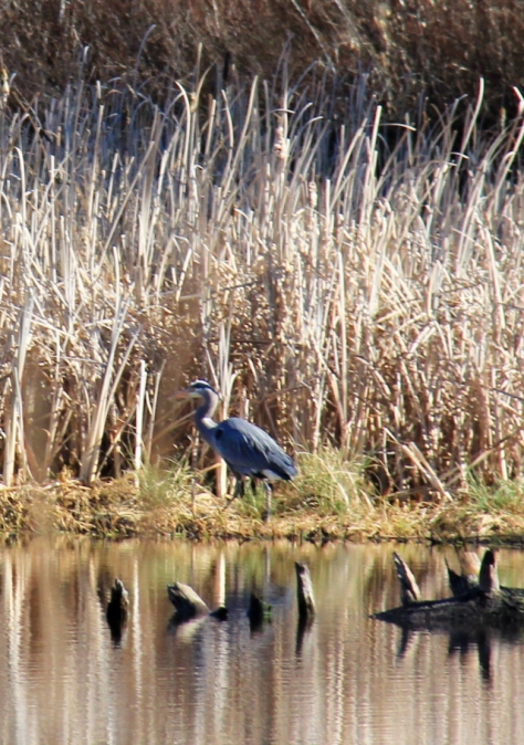 A Great Blue Heron across Richards Marsh.
