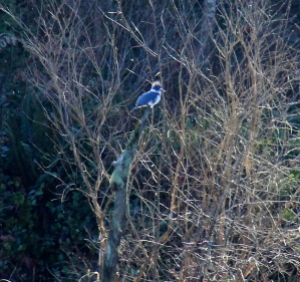 Belted Kingfisher from across the Marsh - messy crest and blue bands - the blue is so brilliant in the sun.