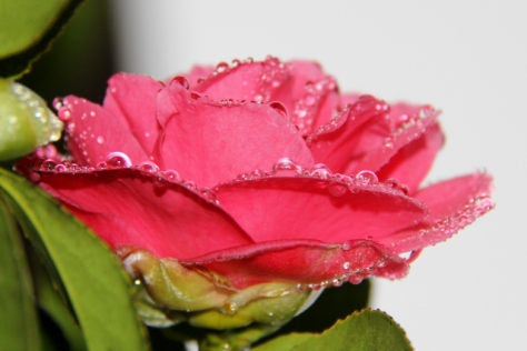 Gloriously bedazzled Camellia.  Crystalline raindrops festooning every petal!
