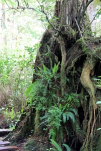 There is growth everywhere - old root balls harbour small forests of ferns and salal.