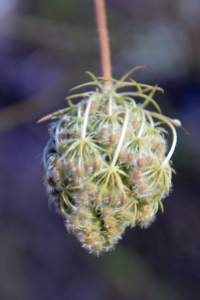 Queen Anne's Lace Seed Pod
