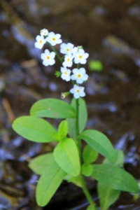 Forget-me-nots are blooming beside the Millstone River.