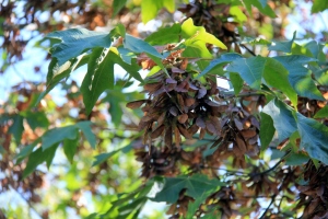 Maple seeds hanging heavily overhead.