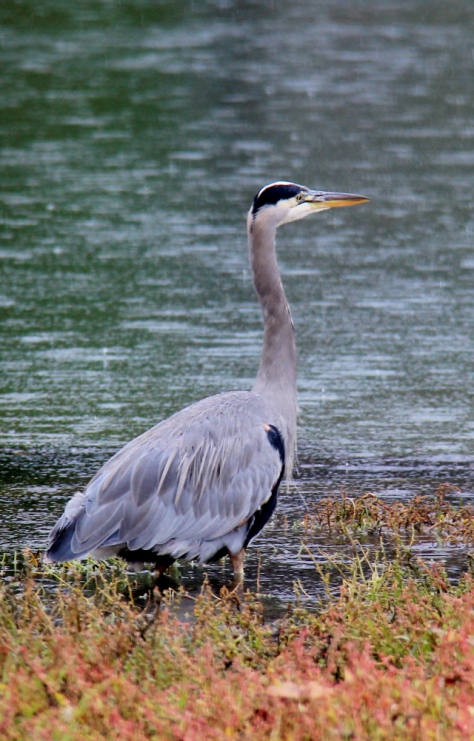 A Great Blue Heron at one end of the Lagoon.