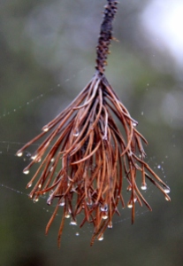 Natures Furbelow - a pine needle tassel decorated with beads of rain.