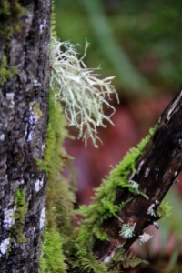 Lichens and mosses grow furiously right now - they add texture and colour to the bare branches areound us.