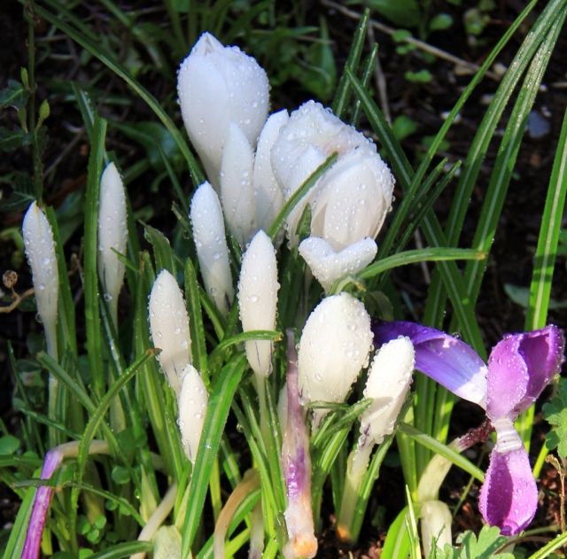 The rain poured down all night and first thing in the morning the skies cleared - Crocus's at Morrel Sanctuary.  Rain Dappled.